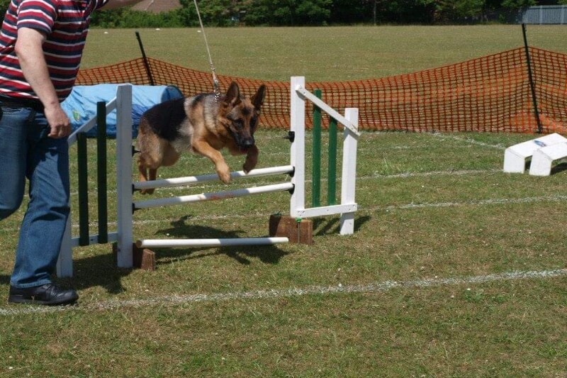 Puppy and Dog Training