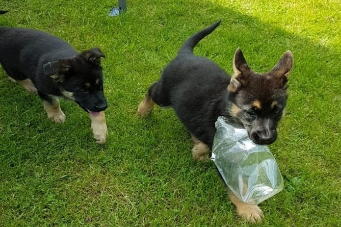 Dog Training in South East London